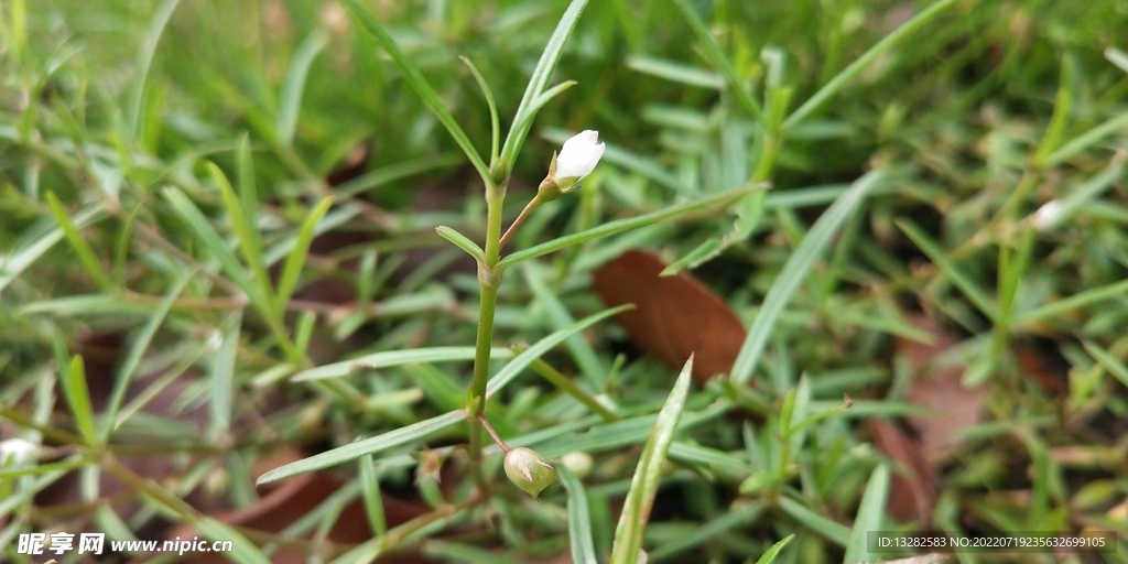 野外白花蛇舌草图片