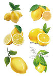 柠檬手绘插画组合花茶