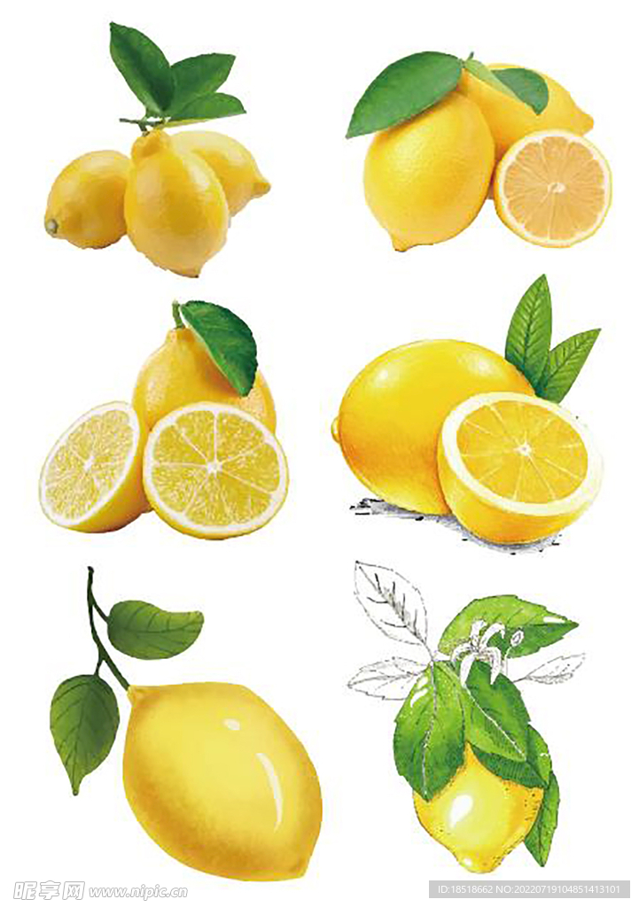 柠檬手绘插画组合花茶