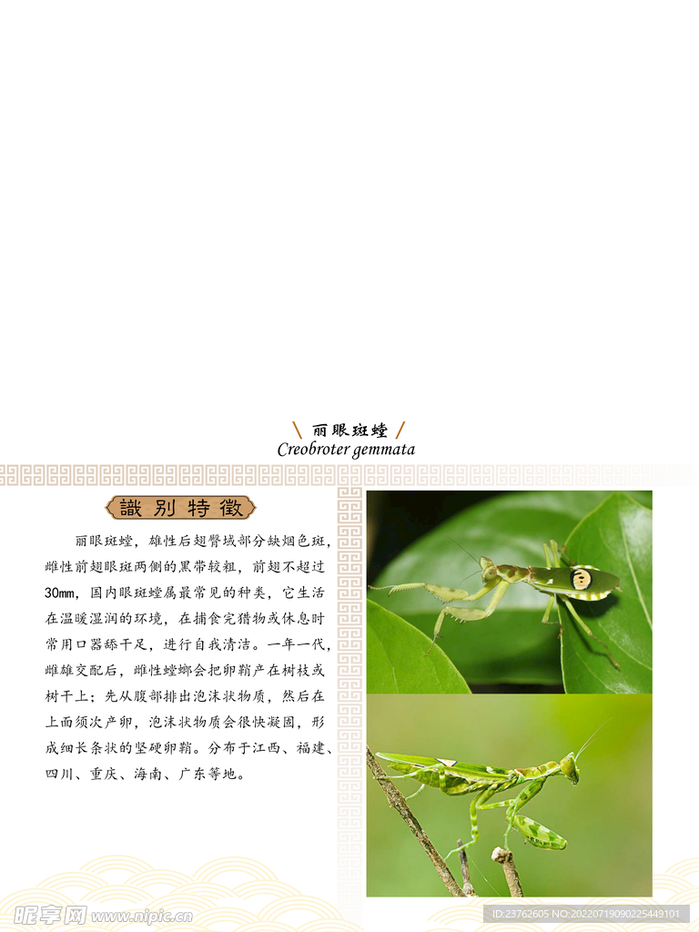 昆虫纲 螳螂科 丽眼斑螳