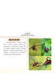 昆虫纲 紫茎甲