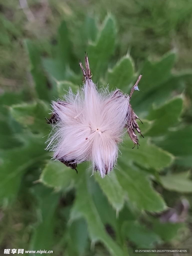 刺儿菜