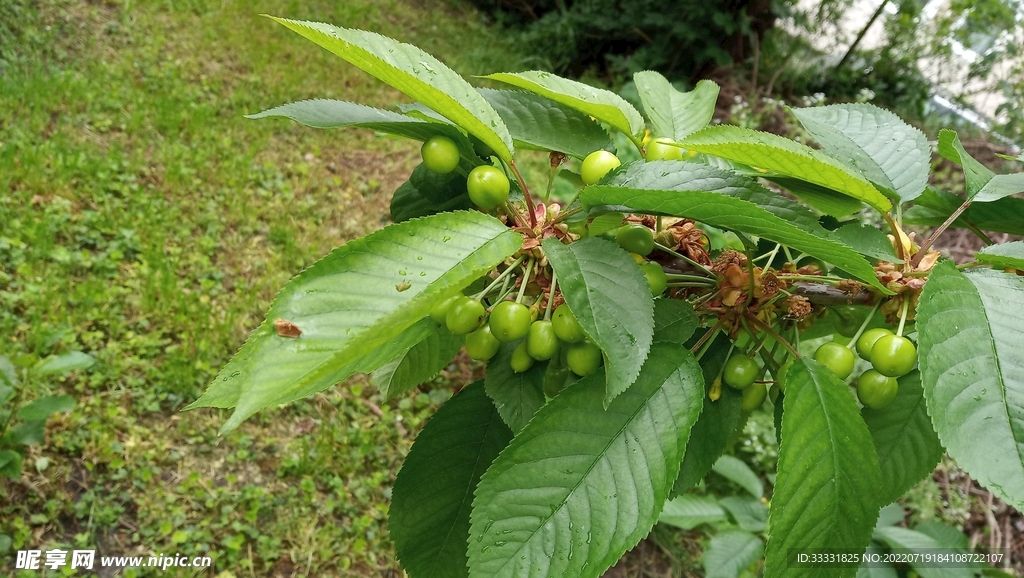 樱桃