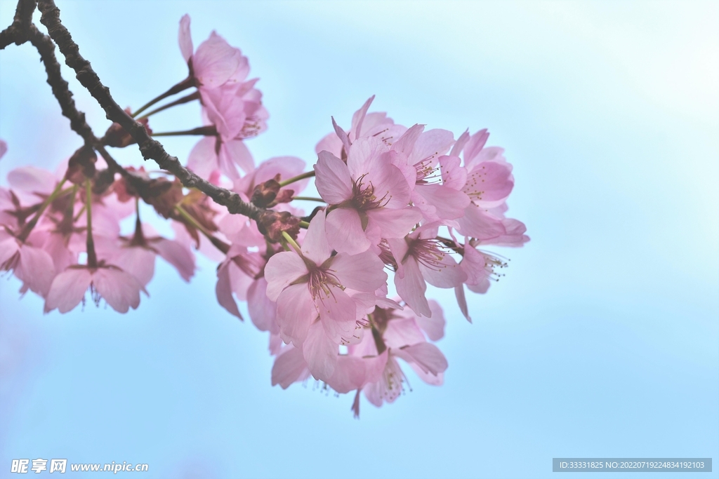 樱花