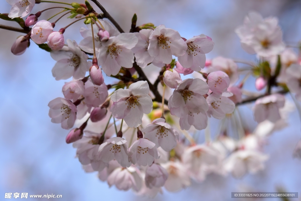 樱花
