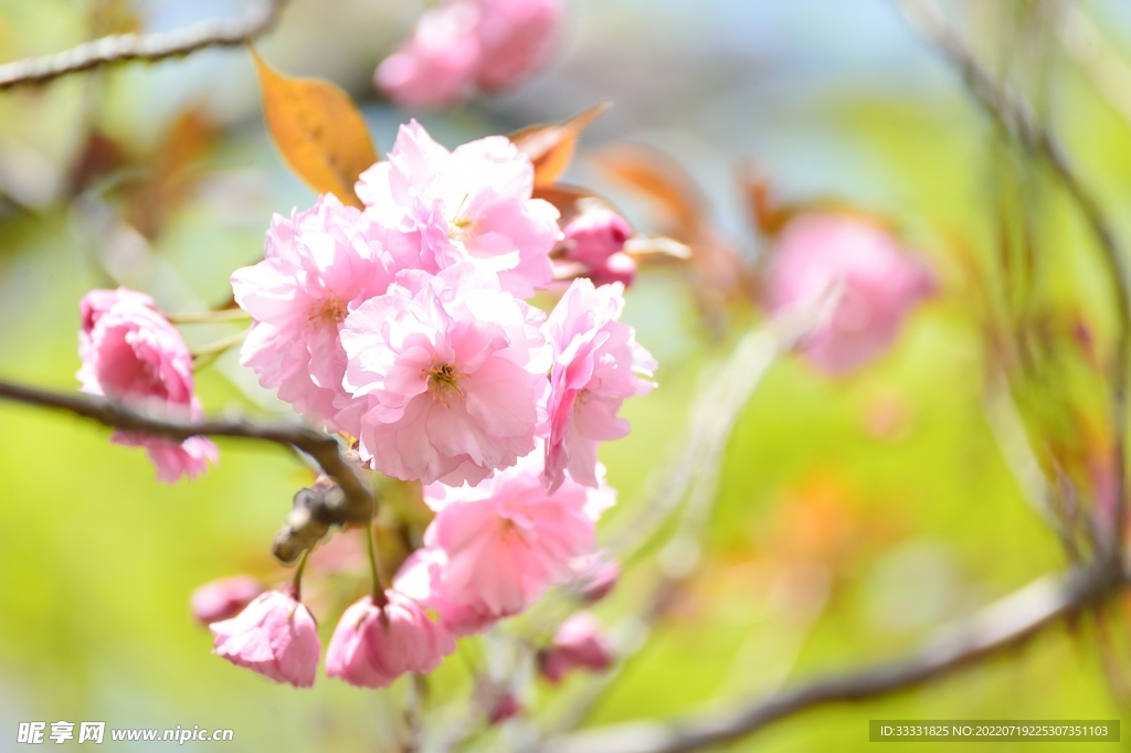 樱花