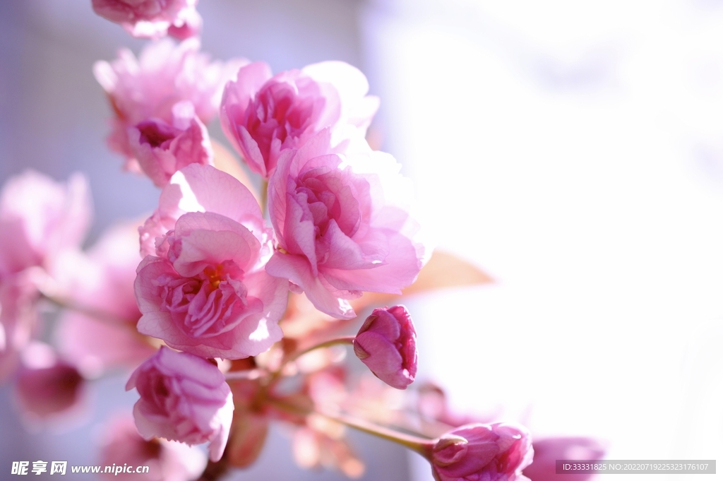 樱花
