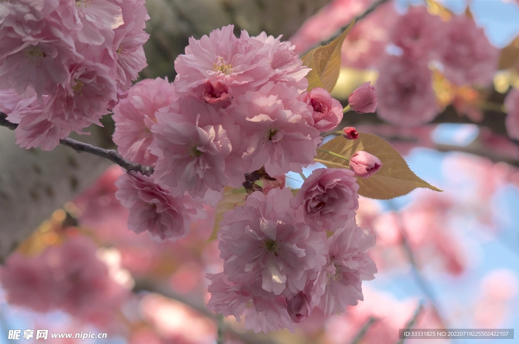 樱花