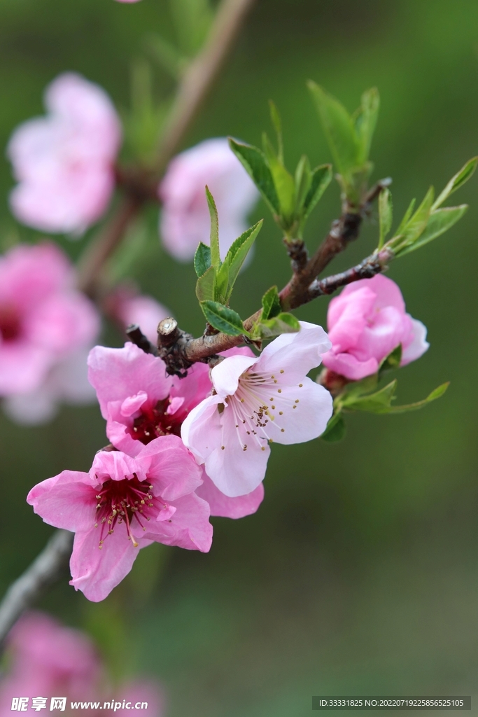 樱花