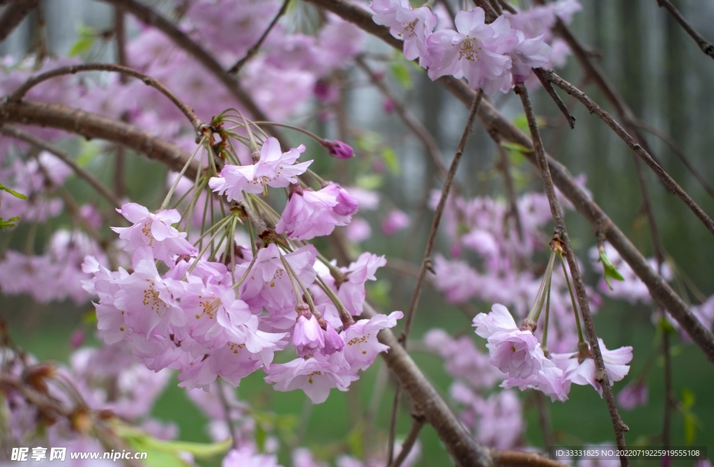樱花