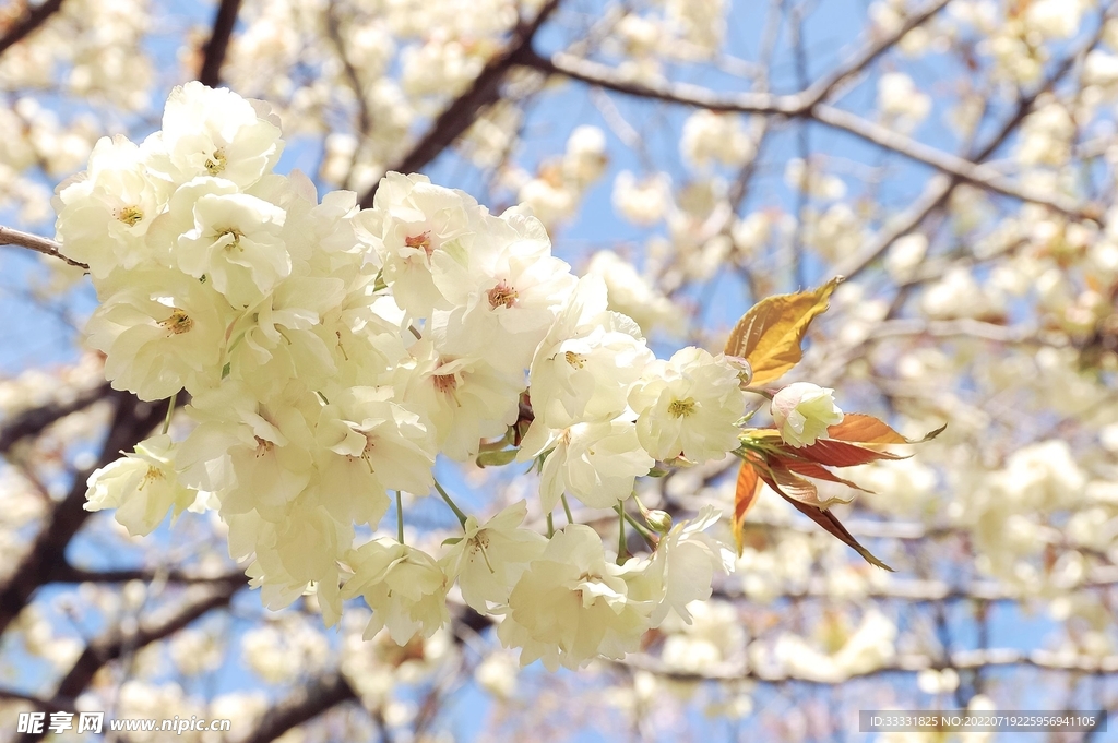 樱花
