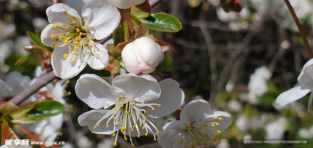 樱花