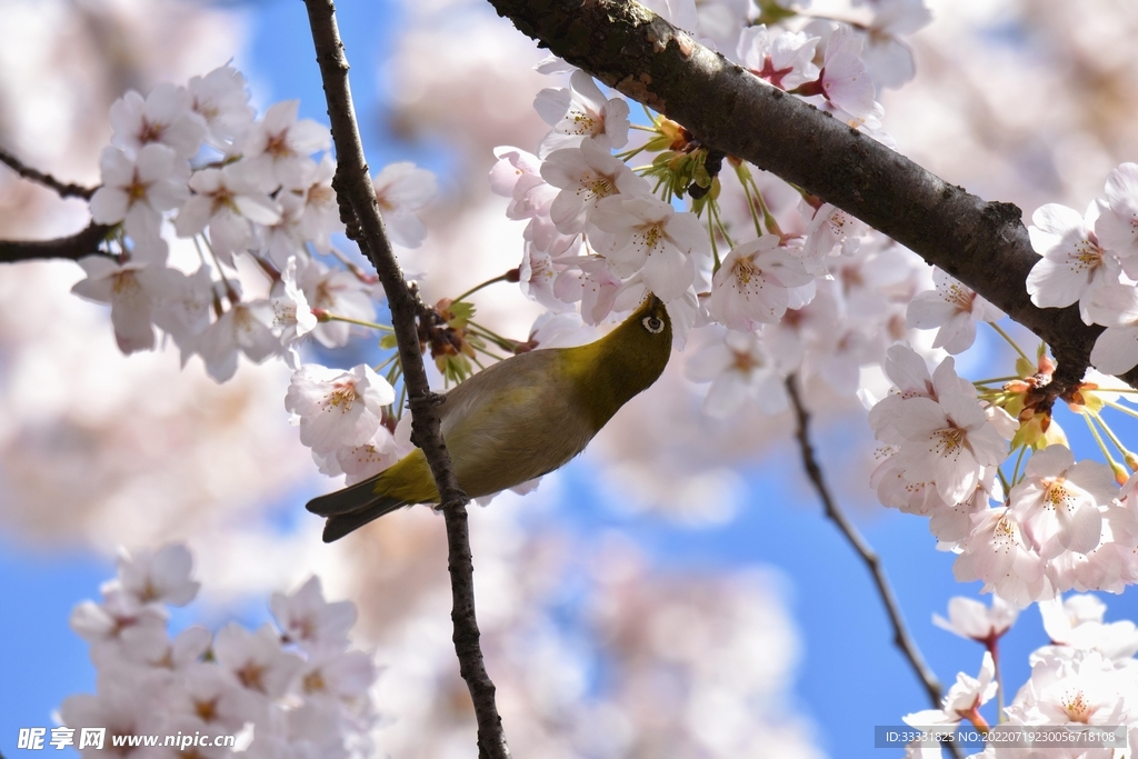 樱花
