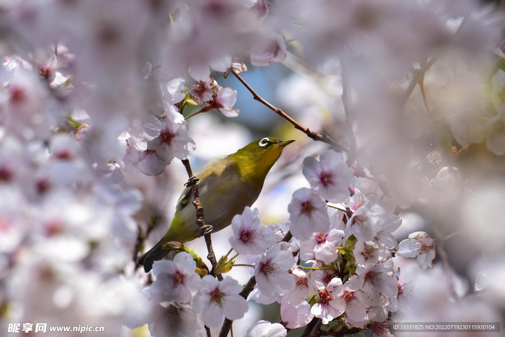 樱花