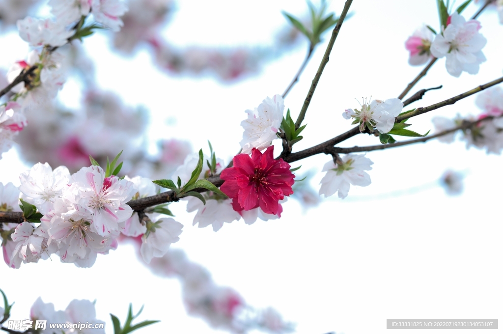 樱花