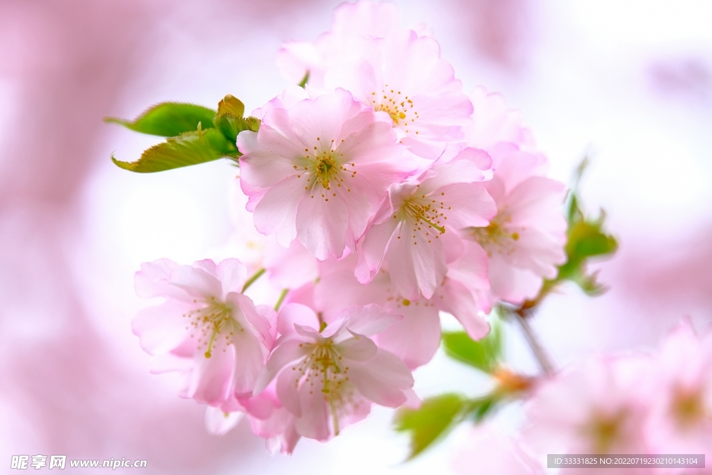 樱花