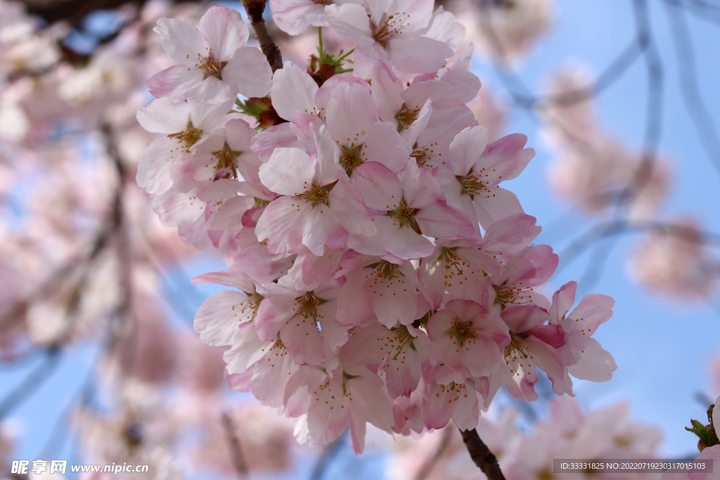 樱花