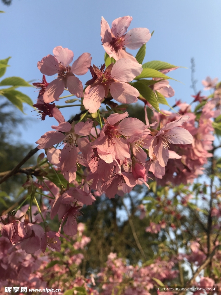 樱花
