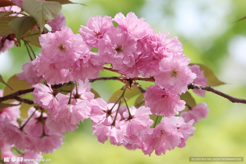 樱花