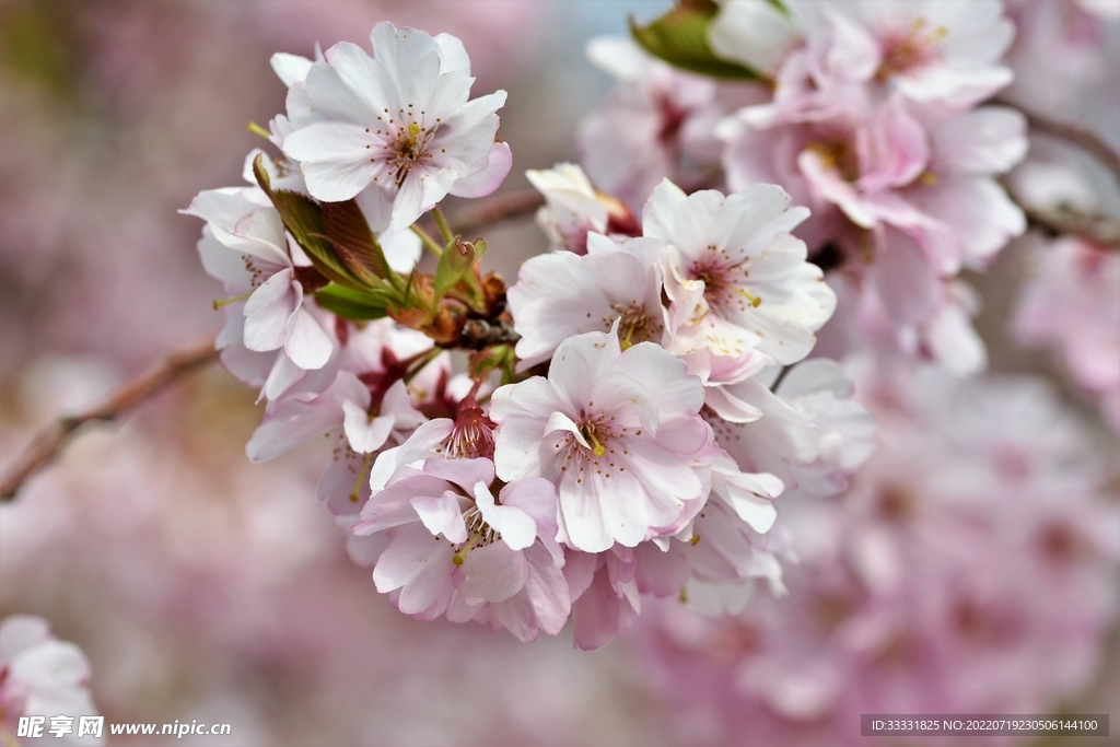 樱花