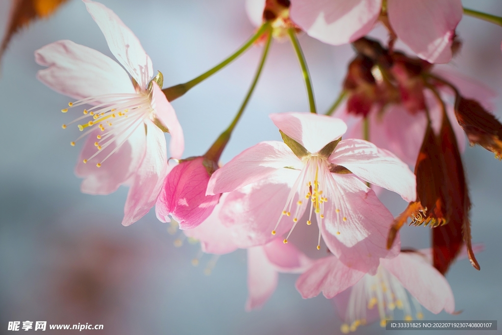 樱花