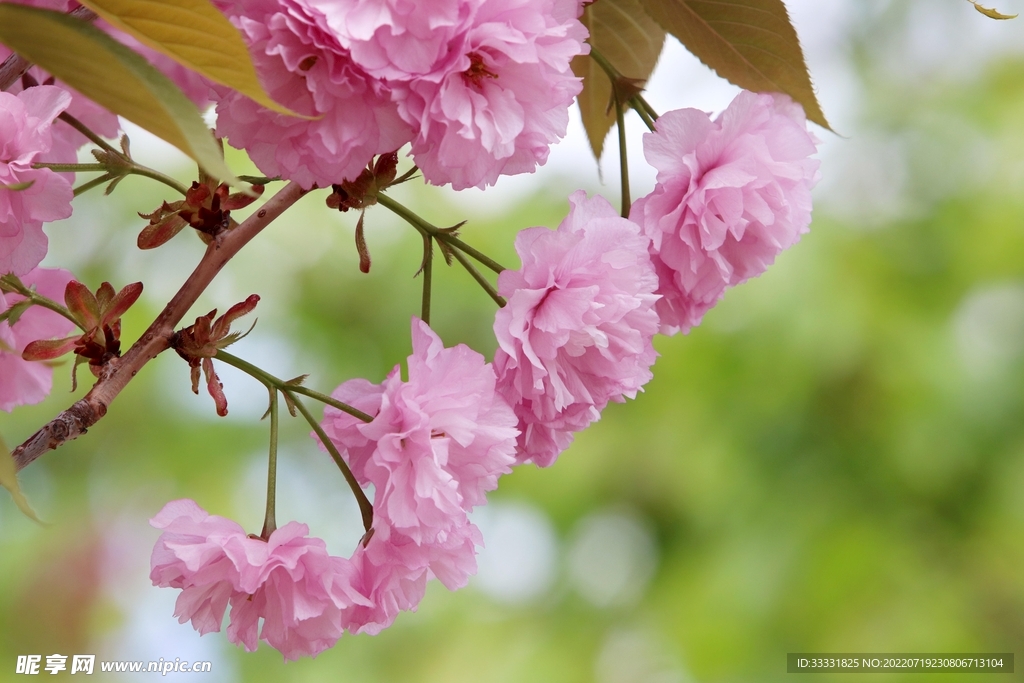 樱花