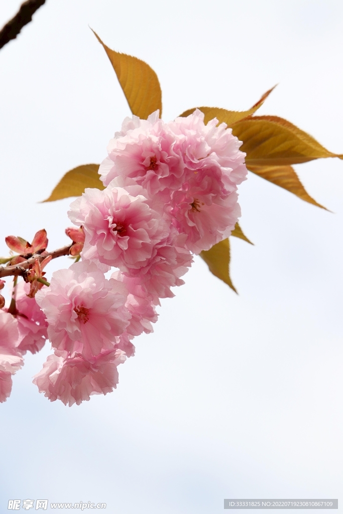 樱花