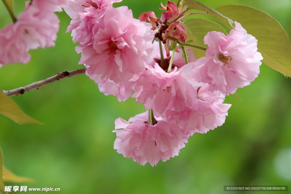 樱花