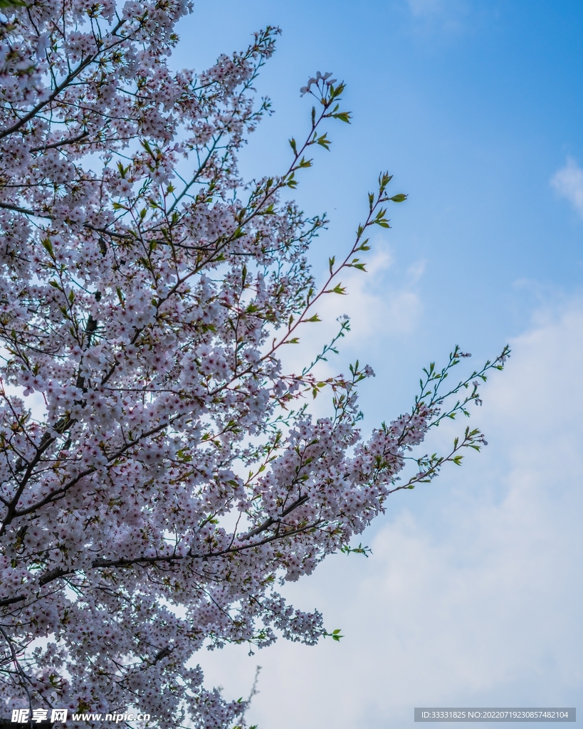 樱花