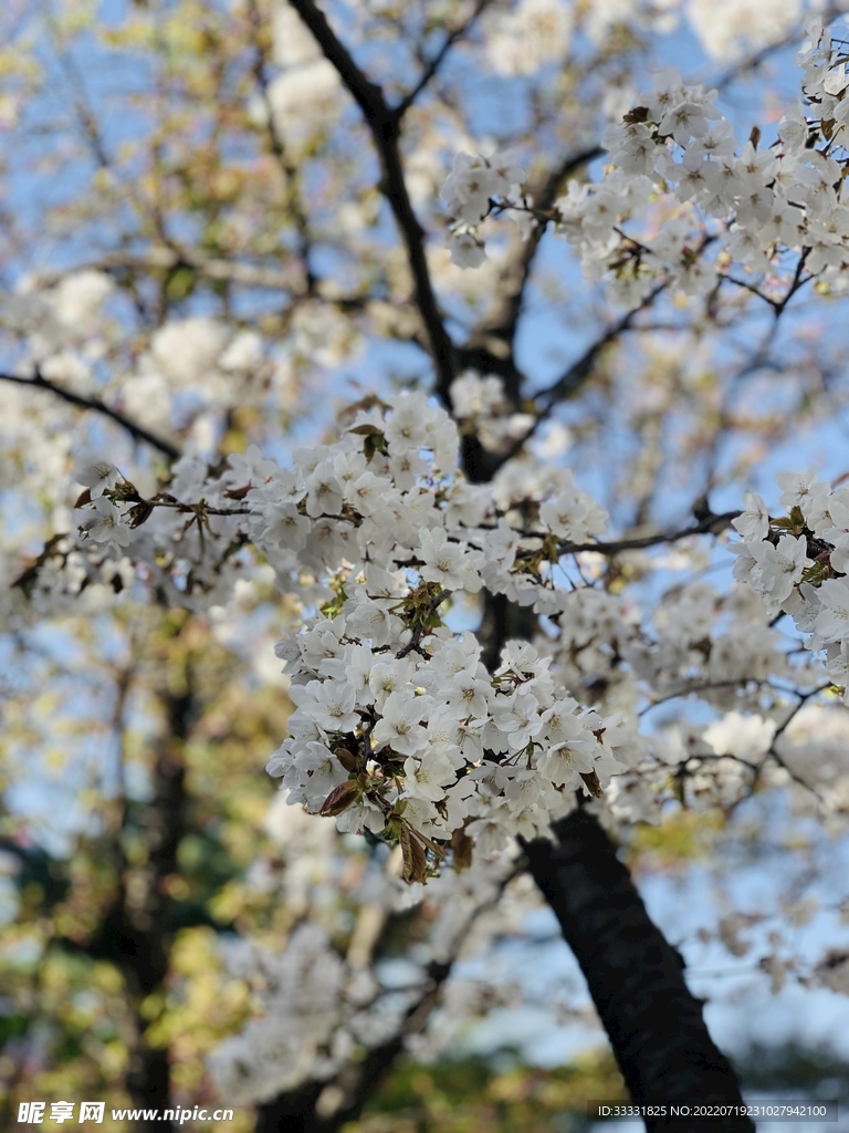 樱花