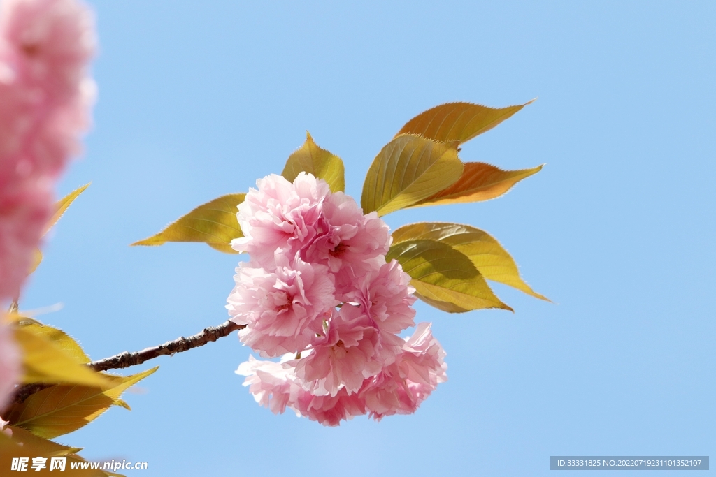 樱花