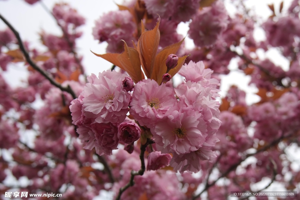 樱花