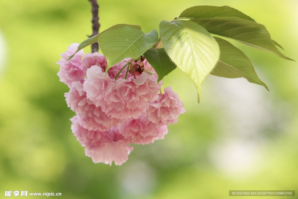 樱花