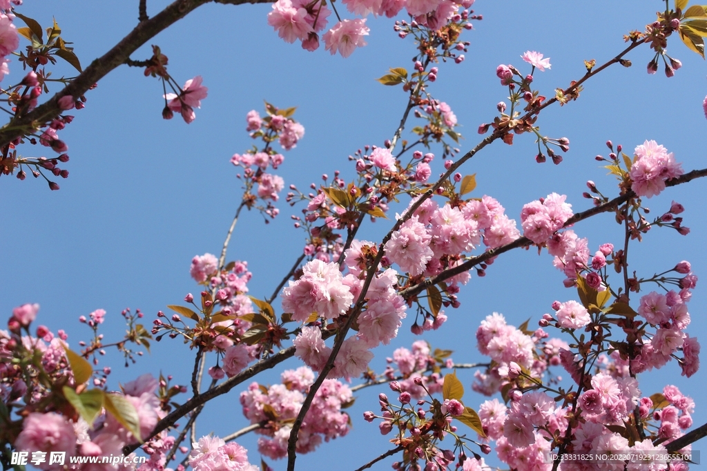 樱花