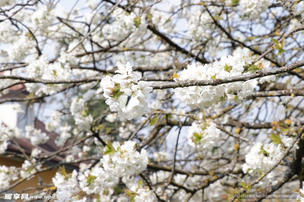 樱花