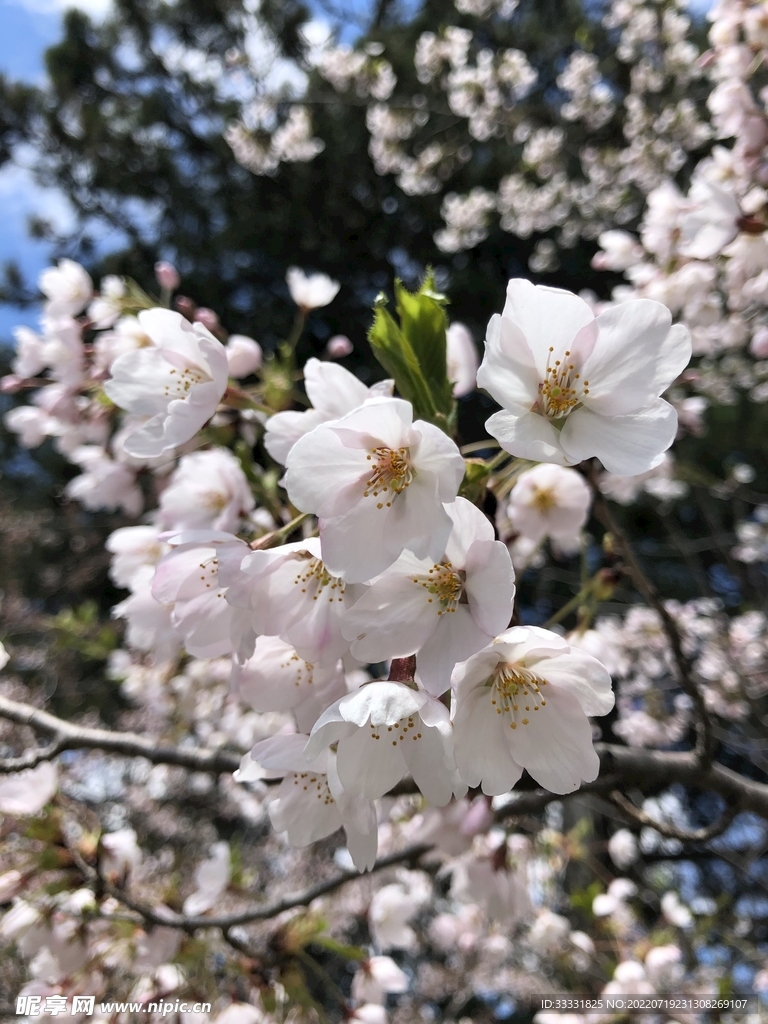 樱花