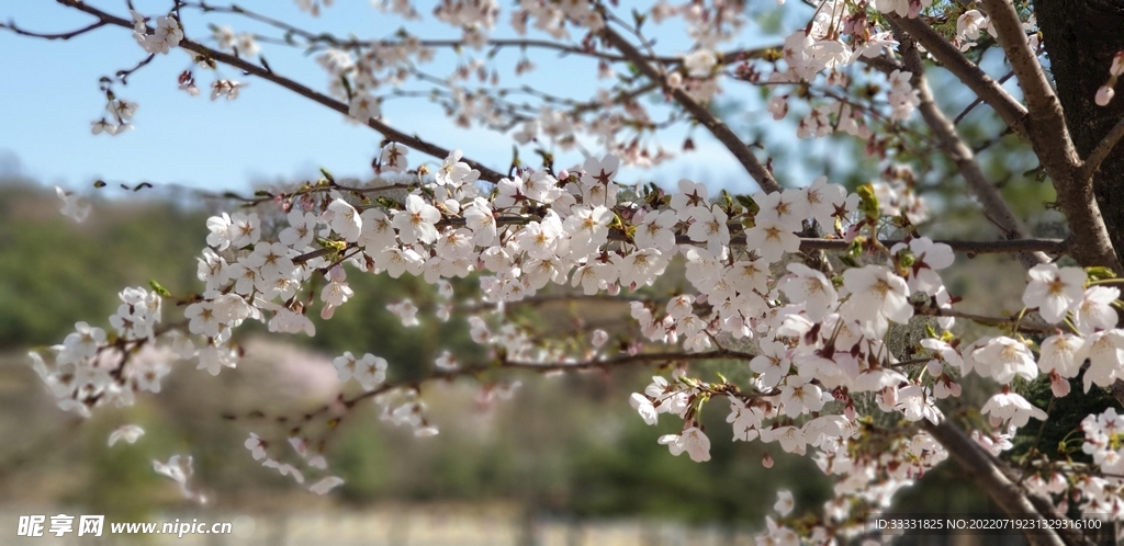 樱花