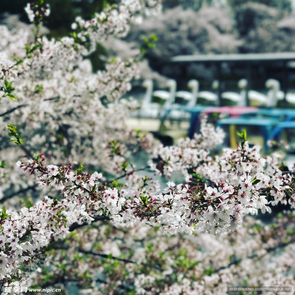 樱花