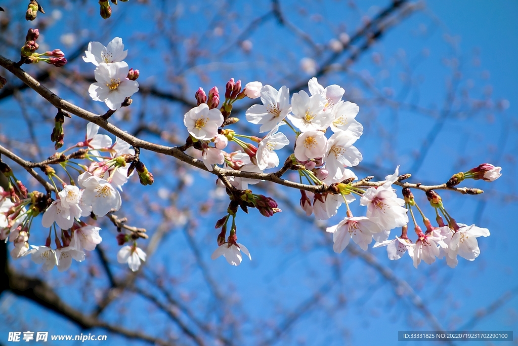 樱花