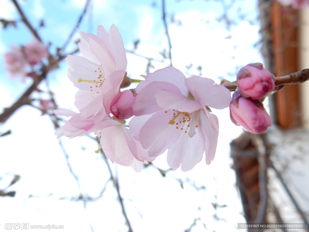 樱花