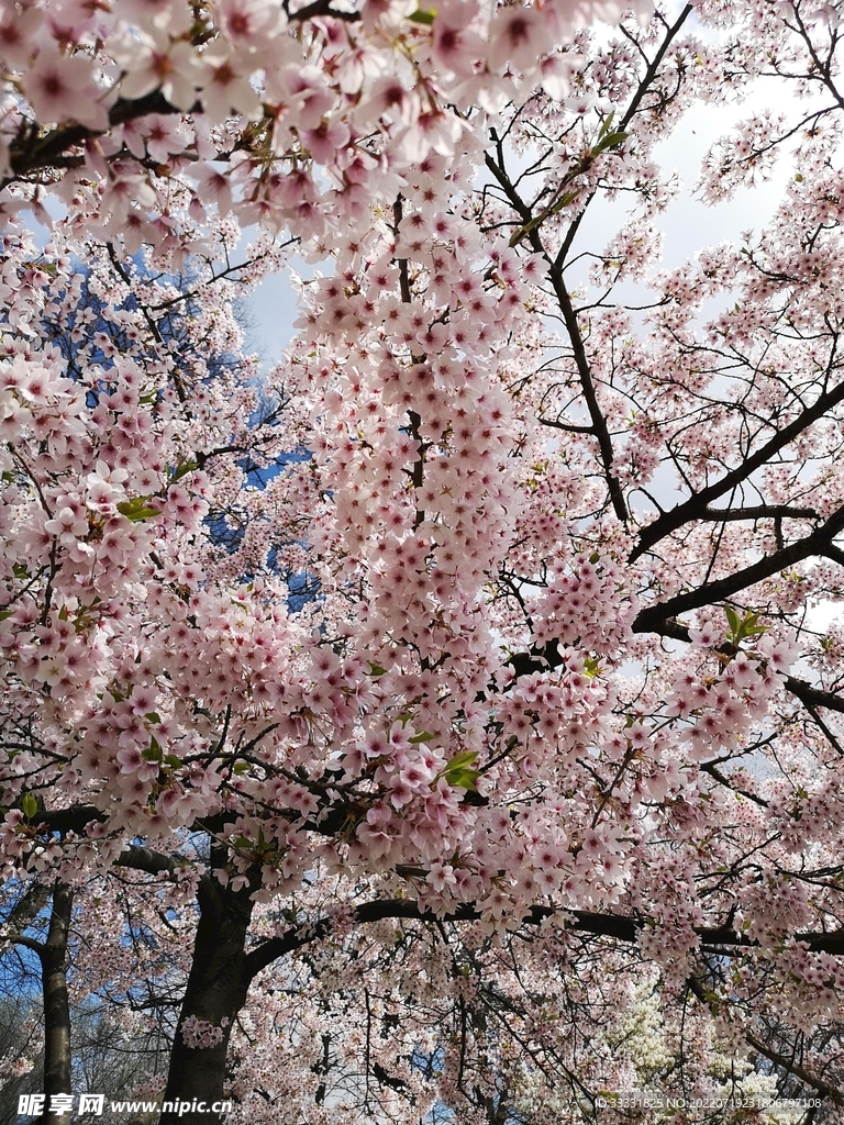 樱花