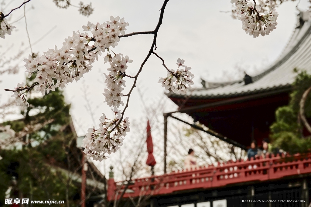 樱花