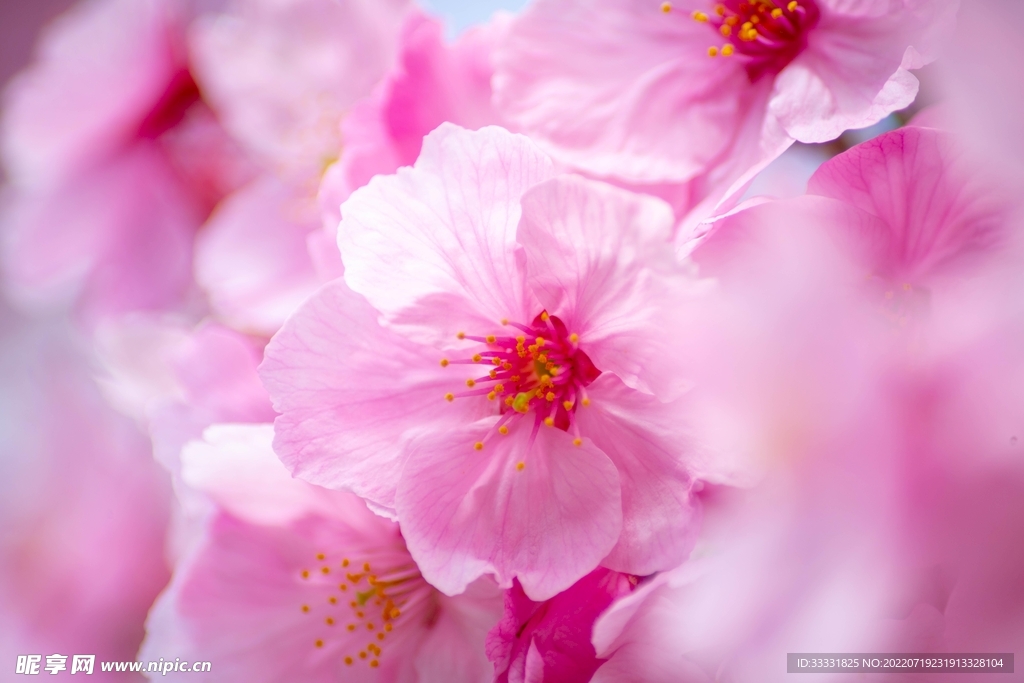 樱花