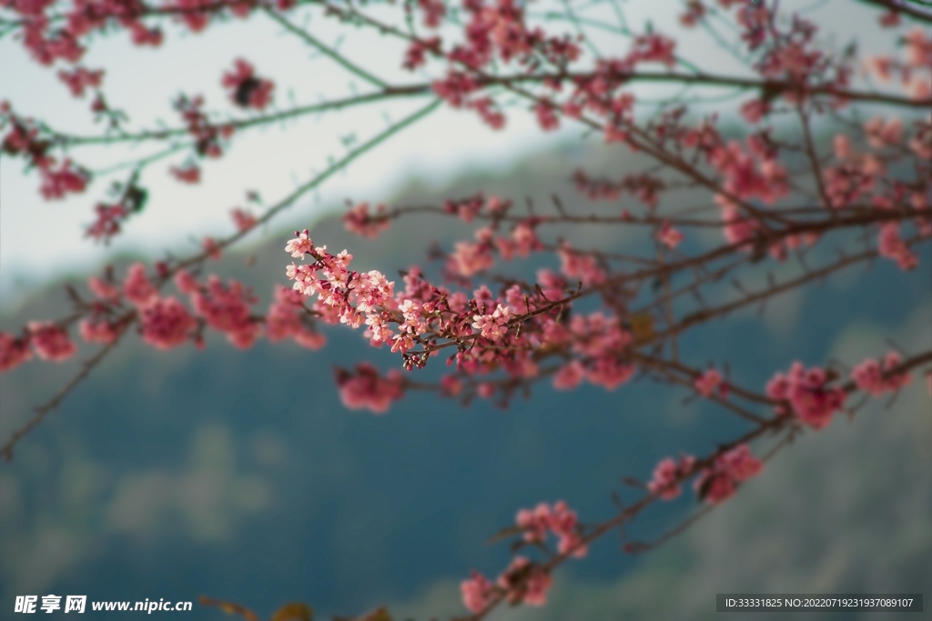 樱花