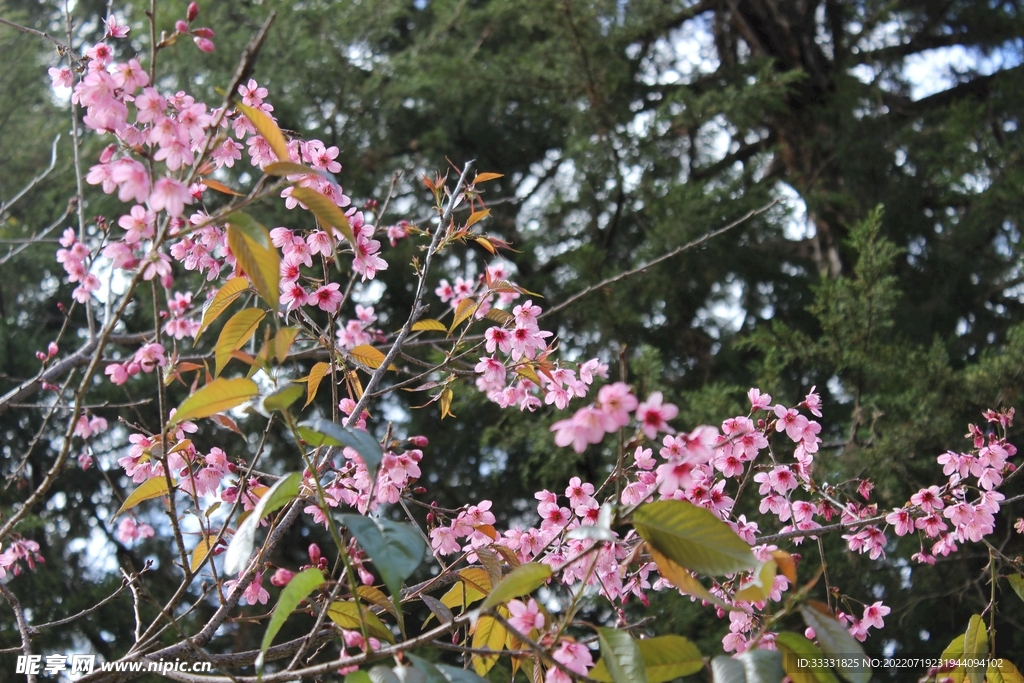 樱花