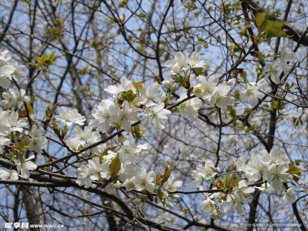 樱花