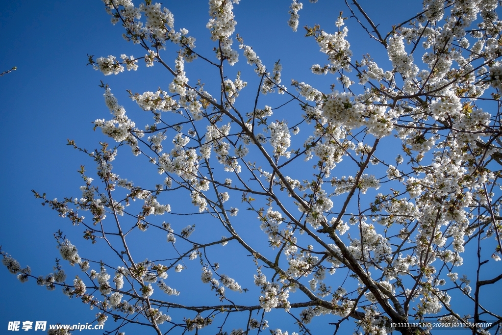 樱花