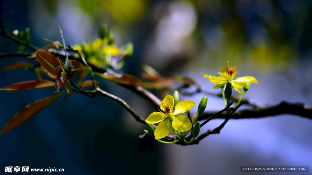 樱花