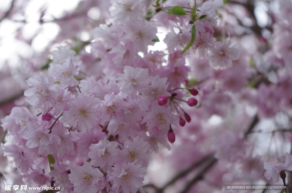 樱花