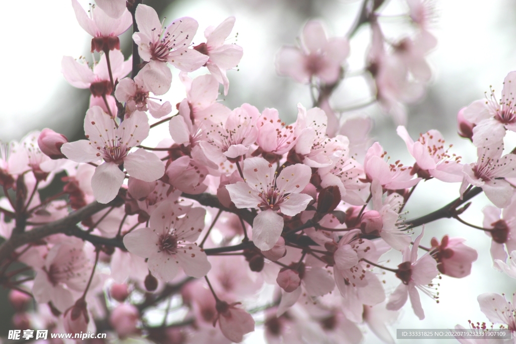 樱花
